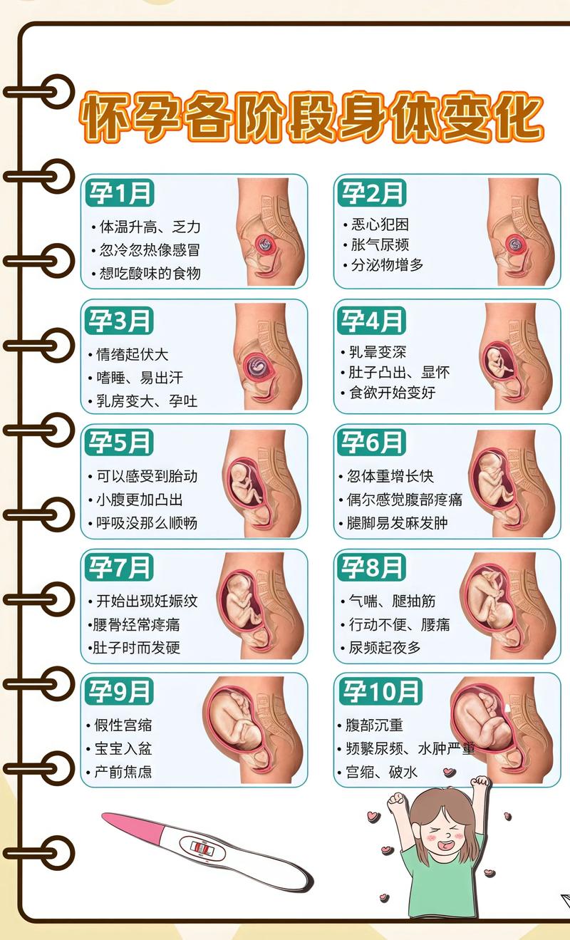 揭秘供卵代孕妈妈怀孕小腹分两节，孕期变化的奥秘梧州代生机构: